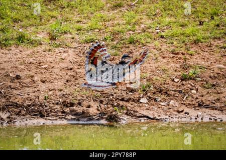 Sunbitternsparge le sue meravigliose ali a motivi geometrici per iniziare a volare al bordo dell'acqua sotto il sole, Pantanal Wetlands, Mato Grosso, Brasile Foto Stock