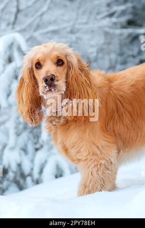 Bel ritratto inglese cocker spaniel, in piedi e guardando alla fotocamera, sfondo bianco neve Foto Stock