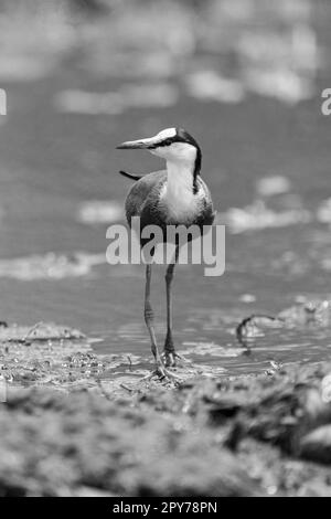 Mono African jacana si avvicina fotocamera in shallows Foto Stock