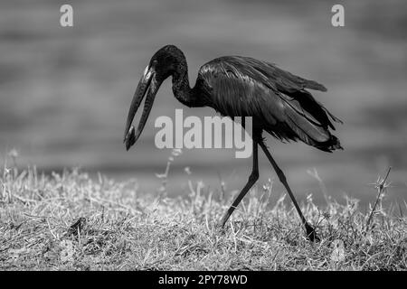 Il monoafricano openbill attraversa la riva del fiume portando mitili Foto Stock