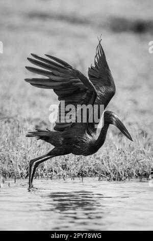 Monoafricano openbill decollo dal fiume Foto Stock