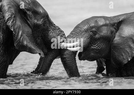 Primo piano in monocromia di elefanti che lottano nel fiume Foto Stock