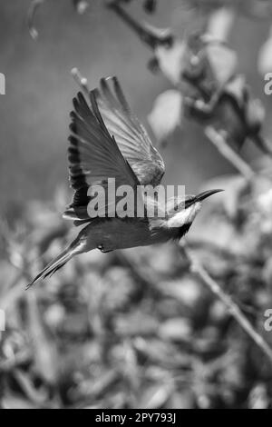 Mono piccolo ape-mangiatore con catchlight vola oltre Foto Stock