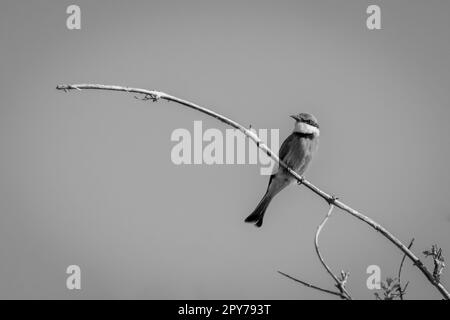 Mono piccolo ape-eater su camera orologi di ramo Foto Stock