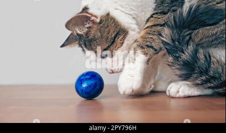 Carino tabby cat cercando curiosi di un uovo di pasqua sulla tavola. Foto Stock