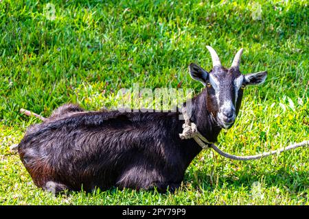 A Heredia Costa Rica. Foto Stock