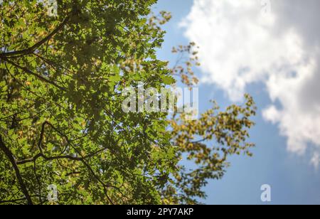 Cercando la quercia (Quercus robur) tree, lascia visibile contro il cielo sereno. Foto Stock