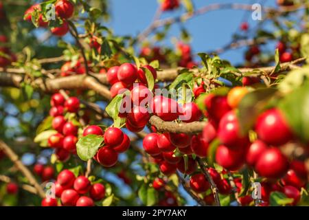 Red Mirabelle Prugne Prugne / (Prunus domestica syriaca) cresce su rami di alberi, illuminata dal sole del pomeriggio. Foto Stock