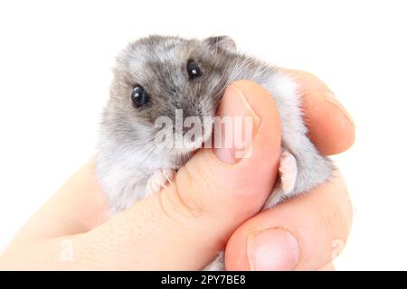 criceto dzungariano in mano umana isolato su sfondo bianco Foto Stock