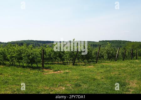 Frutteto sulle pendici del Monte Fruska, Serbia, Sremska Mitrovica, Novi Sad. Rohal è una base ricreativa per le persone. Agricoltura nei Balcani. Attrazioni turistiche della Serbia. Turismo etno Foto Stock