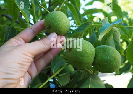 Noci non mature su un ramo. La mano di una donna tocca o raccoglie noci. Raccolta di noci per la preparazione di tinture di salute. Ethnoscience. Orticoltura agricola serba Sremska Mitrovica Foto Stock