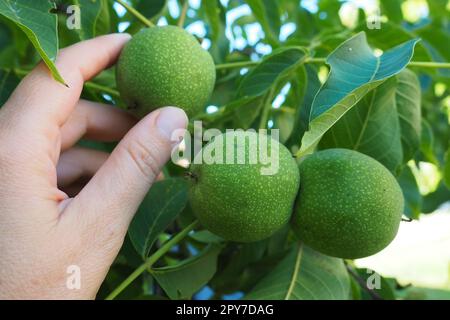 Noci non mature su un ramo. La mano di una donna tocca o raccoglie noci. Raccolta di noci per la preparazione di tinture di salute. Ethnoscience. Orticoltura agricola serba Sremska Mitrovica Foto Stock