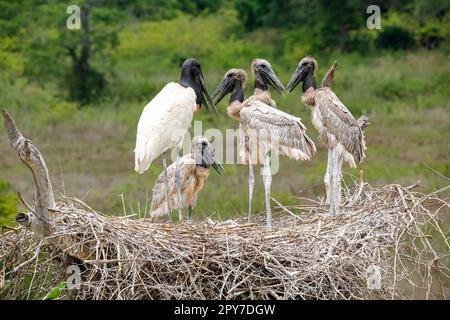 Primo piano di un alto nido Jabiru con quattro giovani Jabirus in attesa di nutrirsi da un adulto, su sfondo verde, Pantanal Wetlands, Mato Grosso, B. Foto Stock