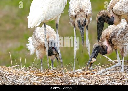 Primo piano di quattro giovani Jabirus mangiare pesce nel loro nido, testa giù o in piedi, su sfondo verde, Pantanal Wetlands, Mato Grosso, Brasile Foto Stock