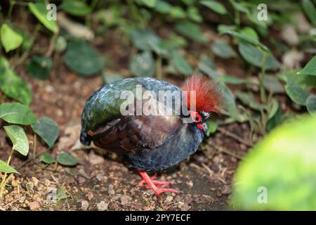 Una quaglia di struzzo, (Rollulus rouloul) cammina i cespugli. Foto Stock