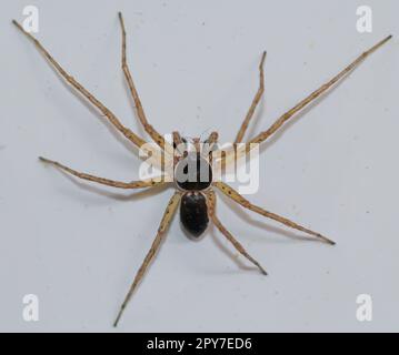 Un ragno a due colori a strisce piatte, Philodromus dispar su un muro. Foto Stock