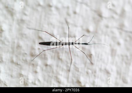 Un Common Pond Skater su un muro. Fase Imago. Foto Stock