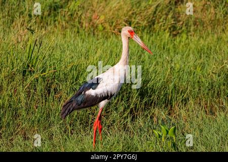 Cicogna di Maguari che fora in erba verde, Pantanal Wetlands, Mato Grosso, Brasile Foto Stock