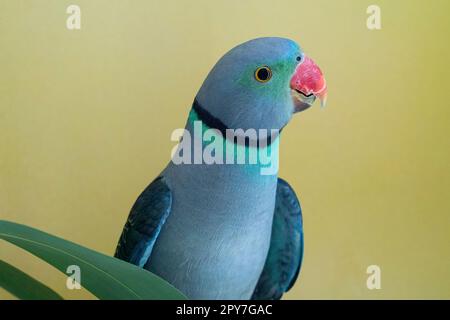 parakeet con alette blu, maschio Foto Stock