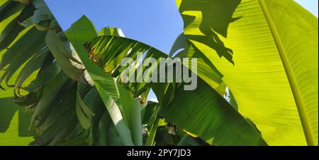 Foglia di banana verde nella natura, foglia di banana. Palme tropicali contro il cielo blu. Foglie danneggiate di colore verde chiaro Foto Stock