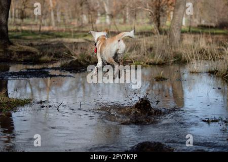 Momento divertente di un cane femmina crossbreed che salta nello stagno in autunno Foto Stock