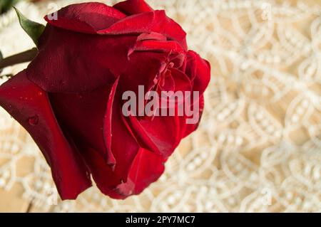 Una rosa rossa su uno sfondo di pizzo, il giorno di San Valentino sfondo, giorno di nozze Foto Stock