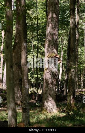 Vecchio albero di quercia con funghi al sole d'estate Foto Stock