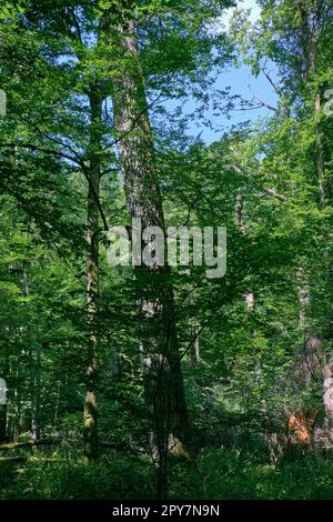 Vecchia foresta decidua a mezzogiorno d'estate Foto Stock