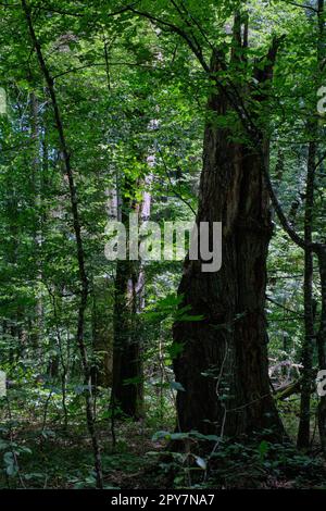 Vecchia foresta decidua a mezzogiorno d'estate Foto Stock