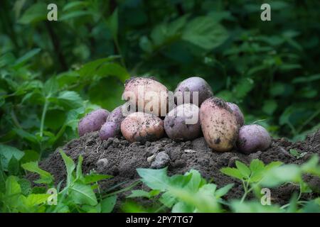 Pila di patate multicolore appena raccolte Foto Stock