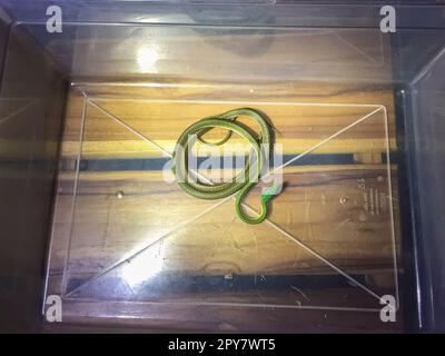 Serpente di pappagallo dalla pelle nera in una scatola trasparente di plastik, catturato in una casa turistica, Pantanal, Mato Grosso, Brasile Foto Stock