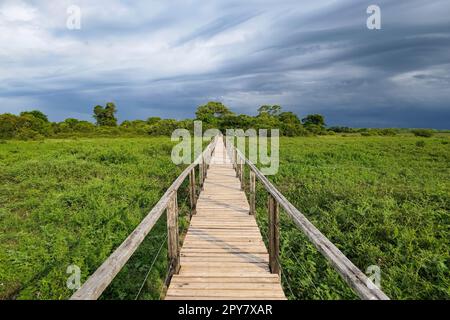 Passerella in legno sulla zona paludosa che conduce all'orizzonte, Pantanal Wetlands, Mato Grosso, Brasile Foto Stock