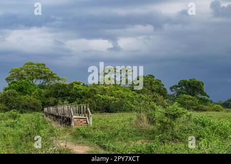 Passeggiata sul lungomare in legno su un'area paludosa su un sentiero escursionistico con nuvole scure sullo sfondo, Pantanal Wetlands, Mato Grosso, Brasile Foto Stock