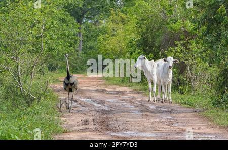 Nandu (Rhea) con bambini e due mucche bianche che camminano sulla stessa strada sterrata rurale, sfondo verde, Pantanal Wetlands, Mato Grosso, Brasile Foto Stock
