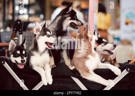 Gruppo di Husky siberiani in sfondo sfocato. Foto Stock