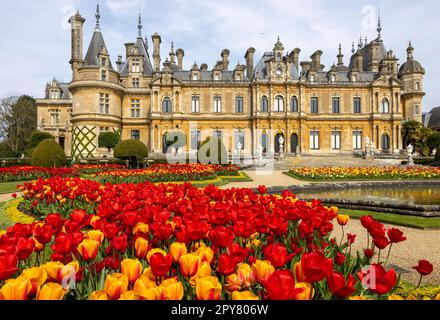 Stupendi tulipani colorati fuori in piena fioritura su e intorno al parterre nei giardini formali del maniero in Waddesdon nel Buckinghamshire. Foto Stock