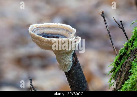 Primo piano di un fungo vellutato Stereum subtomentosum su un vecchio ramo di albero Foto Stock