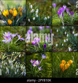 fiori primaverili in giardino - croco e nevi - collage Foto Stock