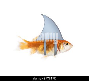 Immagine di un acquario di pesci oro nuoto con pinna di squalo Foto Stock