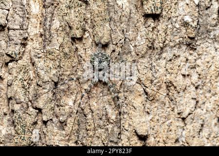 Two-Tailed Spider, Tree trunk ragder, Long-Spinnered Bark Spider, Hersiliidae sp, Analamazaotra National Park, Fauna selvatica del Madagascar Foto Stock