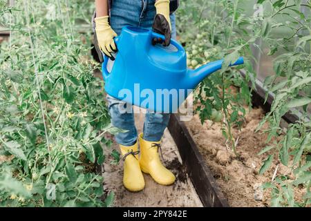 Annaffiatura orto. Primo piano donna giardiniere in guanti acqua letti con verdure biologiche. Cura per le piante di pomodori nella serra domestica. Foto Stock