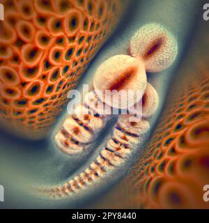 Toxocara canis seconda fase larve botola da uova Foto Stock