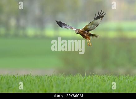 Sieversdorf, Germania. 02nd maggio, 2023. Un arrier paludoso (Circus aeruginosus) vola vicino su un campo in cerca di preda. Il falco paludoso vola spesso piano e palude sopra la terra. Questo è come mantiene un'attenzione per le prede come piccoli mammiferi e insetti. Credit: Patrick Pleul/dpa/ZB/dpa/Alamy Live News Foto Stock