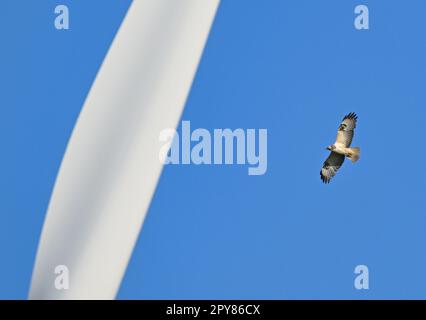 Sieversdorf, Germania. 02nd maggio, 2023. Una poiana (Buteo buteo) sorvola la pala del rotore di una turbina eolica. Le turbine eoliche con le loro pale del rotore che ruotano rapidamente sono un pericolo per molte specie di uccelli. Credit: Patrick Pleul/dpa/ZB/dpa/Alamy Live News Foto Stock