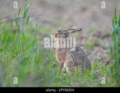 Sieversdorf, Germania. 02nd maggio, 2023. Una lepre marrone (Lepus europaeus) si accovacciava curiosamente al bordo di un campo. La lepre da campo è nota anche come lampada principale, Mümmelmann o long-eared. Credit: Patrick Pleul/dpa/ZB/dpa/Alamy Live News Foto Stock