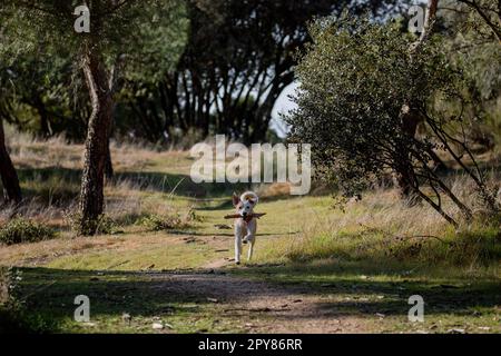 Momento divertente di un cane femmina di razza incrociata che gioca con un bastone, correndo e saltando nella foresta Foto Stock