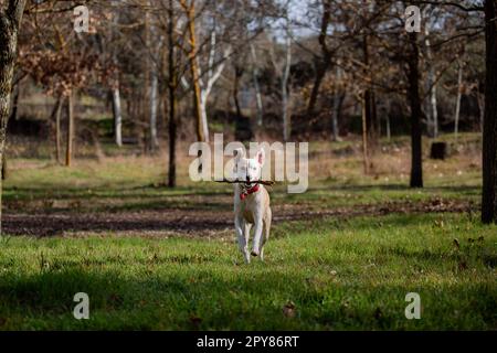 Momento divertente di un cane femmina di razza incrociata che gioca con un bastone, correndo e saltando sull'erba verde Foto Stock