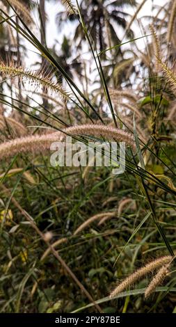 wolftail selvatico o erba volpe infestazione di piante di erbacce nel prato di campo Foto Stock