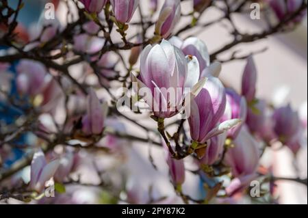 Primo piano di una magnolia fiorente nel parco cittadino di Strömparken durante la primavera a Norrköping, Svezia. Foto Stock