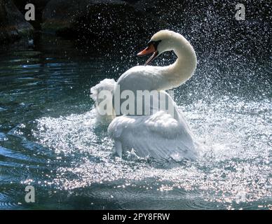 Primo piano giocoso cigno in stagno concetto foto Foto Stock